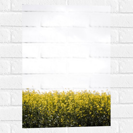 WallClassics - Muursticker - Geel Koolzaad Veld - 40x60 cm Foto op Muursticker