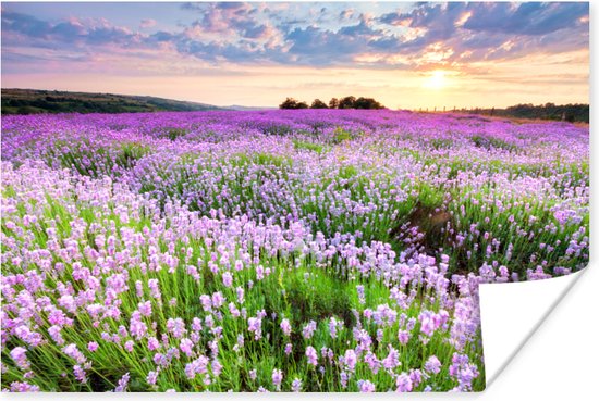 Poster Bloemen - Lavendel - Paars - Lucht - Zonsondergang - Weide - Natuur - 90x60 cm