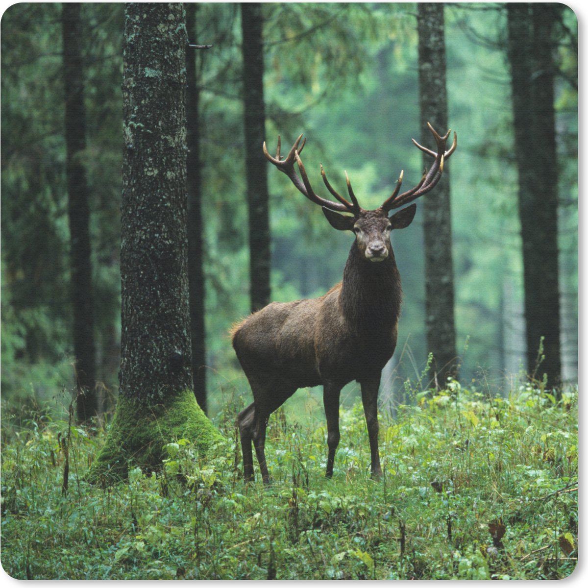 Muismat 30x30 cm - Mousepad Hert - Bos - Bomen - Dieren - Natuur - Muismatten