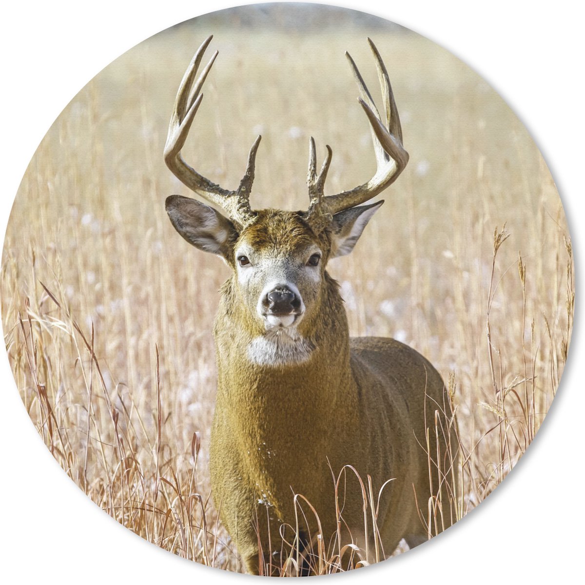 Muismat rond 50x50 cm - Mousepad Hert - Gras - Herfst - Dieren - Natuur - Gewei - Ronde muismatten