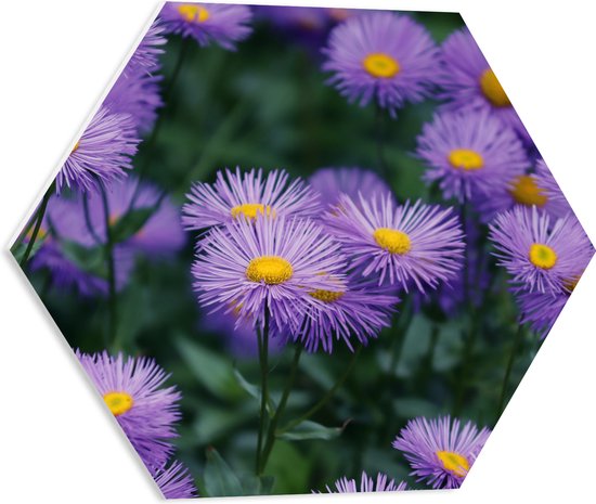WallClassics - PVC Schuimplaat Hexagon  - Bloeiende Paarse Bloemen in de Lente - 50x43.5 cm Foto op Hexagon (Met Ophangsysteem)