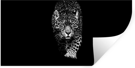 Sticker mural en noir et blanc représentant un léopard qui s'avance sur un fond noir.