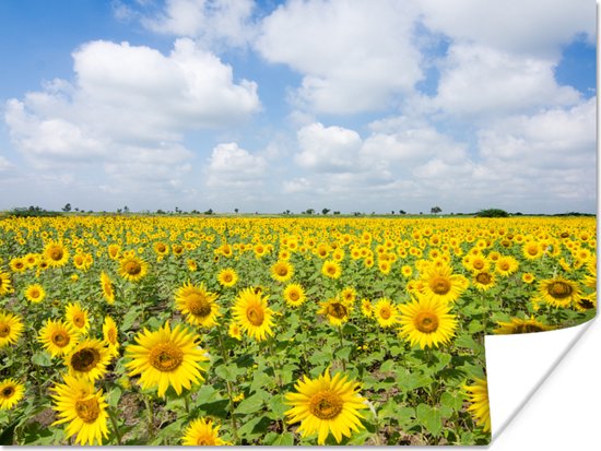 Poster Zonnebloemen - Bloemen - Wolken - Natuur - Geel - Landschap - 80x60 cm