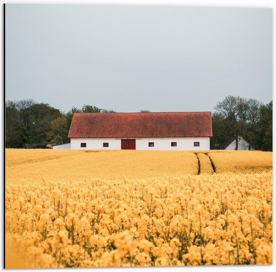 WallClassics - Dibond - Witte Boederij tussen Gele Bloemen - 50x50 cm Foto op Aluminium (Met Ophangsysteem)