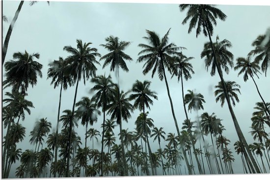 WallClassics - Dibond - Regenwolken boven Palmbomen - 90x60 cm Foto op Aluminium (Met Ophangsysteem)