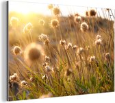 Wanddecoratie Metaal - Aluminium Schilderij Industrieel - Planten - Natuur - Bloemen - Zon - Horizon - 120x80 cm - Dibond - Foto op aluminium - Industriële muurdecoratie - Voor de woonkamer/slaapkamer