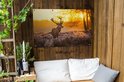 Hert met geweien op een bevroren heideveld, verlicht door de zonsondergang. De poster is bevestigd aan een houten schutting.