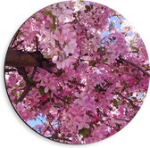WallClassics - Dibond Muurcirkel - Roze Bloesem in Bloei - 40x40 cm Foto op Aluminium Muurcirkel (met ophangsysteem)
