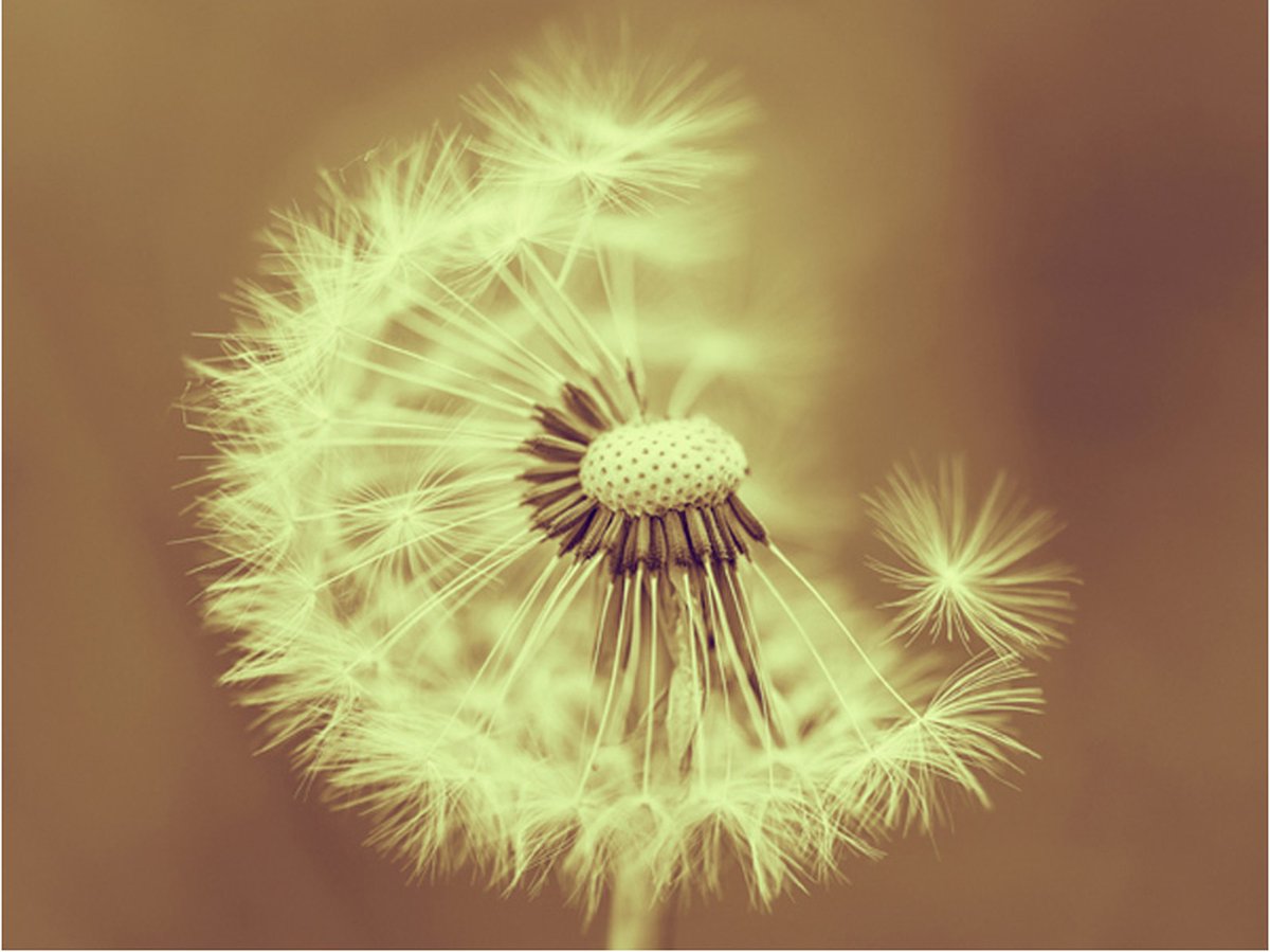 Fotobehang - paardebloem (sepia).