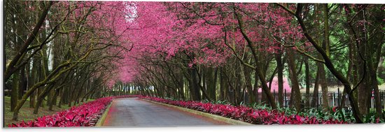 WallClassics - Dibond - Roze Bomen over de Weg - 90x30 cm Foto op Aluminium (Met Ophangsysteem)