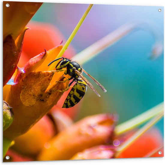 WallClassics - Tuinposter – Bij op Rode Bloemen - 100x100 cm Foto op Tuinposter  (wanddecoratie voor buiten en binnen)