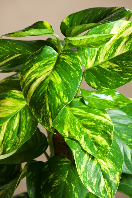 Pothos Scindapsus Aureum: Guida Completa Design Biofilico e Cure - i Giardini di Giulia
