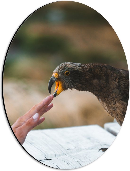 WallClassics - Dibond Ovaal - Bruine Kea Vogel Bijt Zachtjes aan een Hand - 30x40 cm Foto op Ovaal (Met Ophangsysteem)