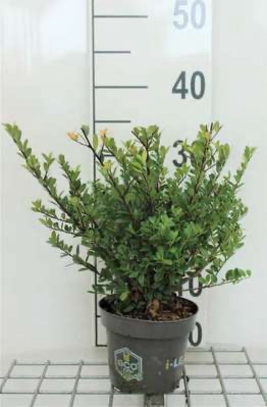 Foto: 4 x ilex crenata dark green japanse hulst haaghulst chinese beshulst 20 25 cm in 1 liter pot