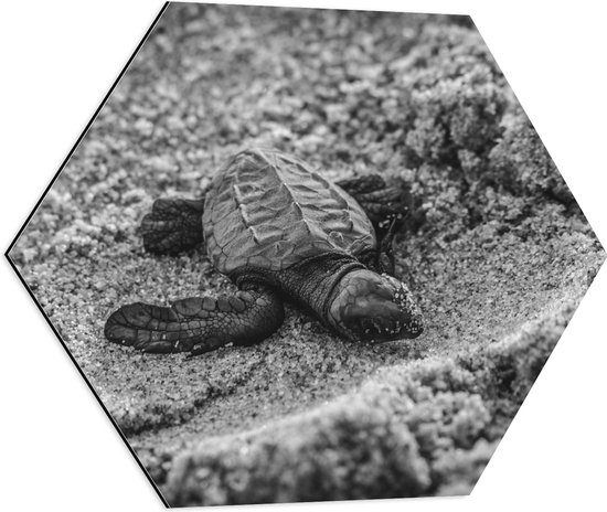 WallClassics - Dibond Hexagon - Baby Schildpad op het Strand Zwart - Wit - 60x52.2 cm Foto op Hexagon (Met Ophangsysteem)