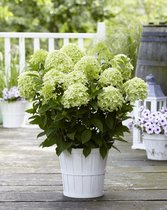 Hydrangea pan. Gardenlights 'Whitelight'® - Tuinplant - 3 stuks
