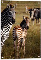 WallClassics - Tuinposter – Alerte Zebra's in het Gras - 60x80 cm Foto op Tuinposter  (wanddecoratie voor buiten en binnen)