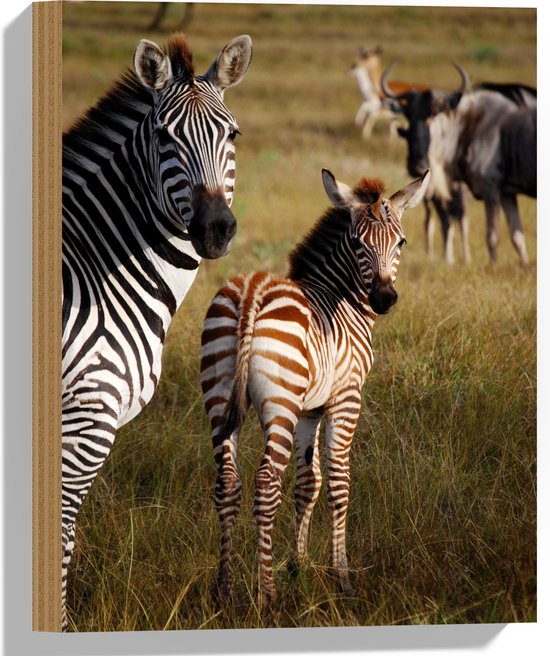 WallClassics - Hout - Alerte Zebra's in het Gras - 30x40 cm - 12 mm dik - Foto op Hout (Met Ophangsysteem)