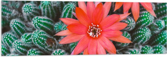 WallClassics - Acrylglas - Rode Bloemen op Cactusjes - 120x40 cm Foto op Acrylglas (Met Ophangsysteem)