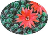 WallClassics - Dibond Ovaal - Rode Bloemen op Cactusjes - 56x42 cm Foto op Ovaal (Met Ophangsysteem)