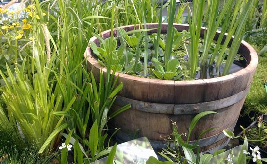 Wijnvat Kuip "Brandy" / Houten plantenbak / Tuin / Bloembak eikenhout / Vijver