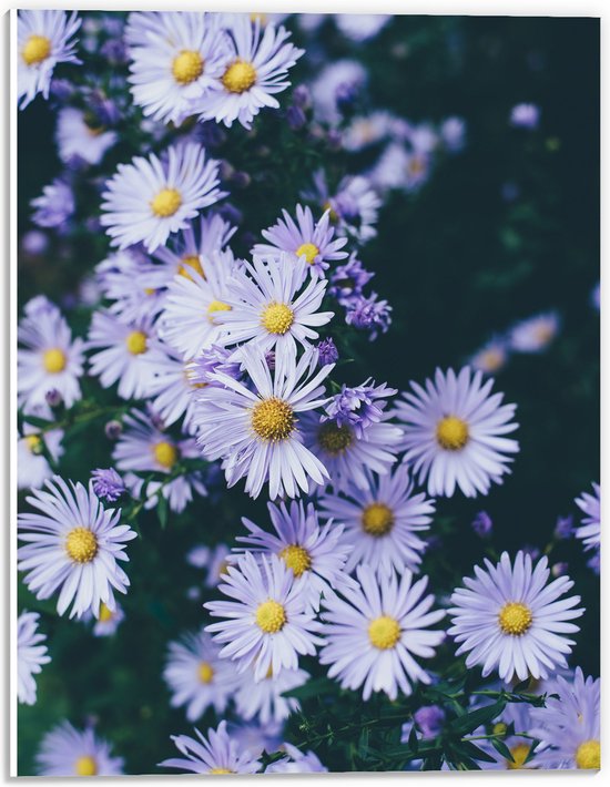WallClassics - Panneau en mousse PVC - Vue de dessus des marguerites - Photo 30x40 cm sur panneau en mousse PVC