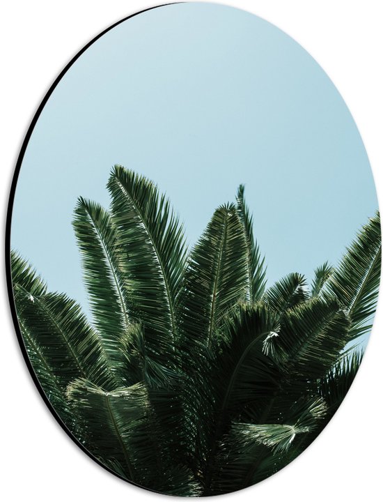 WallClassics - Dibond Ovaal - Bovenkant van Palmboom - 21x28 cm Foto op Ovaal (Met Ophangsysteem)