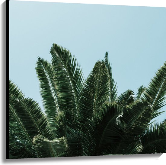 WallClassics - Canvas  - Bovenkant van Palmboom - 100x100 cm Foto op Canvas Schilderij (Wanddecoratie op Canvas)