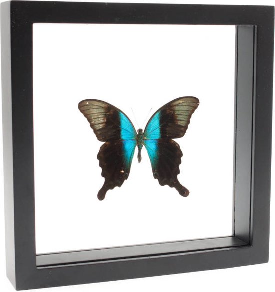 Opgezette Vlinder in Zwarte Lijst Dubbelglas - Papilio Peranthus