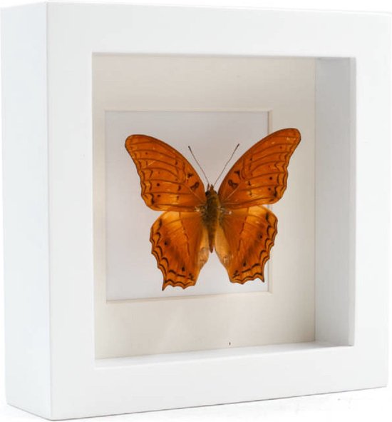 Opgezette Vlinder in Witte Lijst - Vindula Dejone