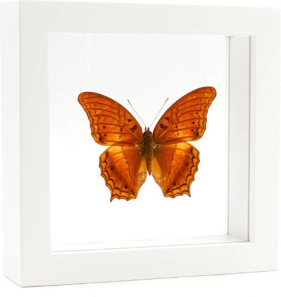 Opgezette Vlinder in Witte Lijst Dubbelglas - Vindula Dejone