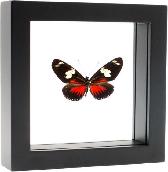 Opgezette Vlinder in Zwarte Lijst Dubbelglas - Heliconius Doris Eratonensis