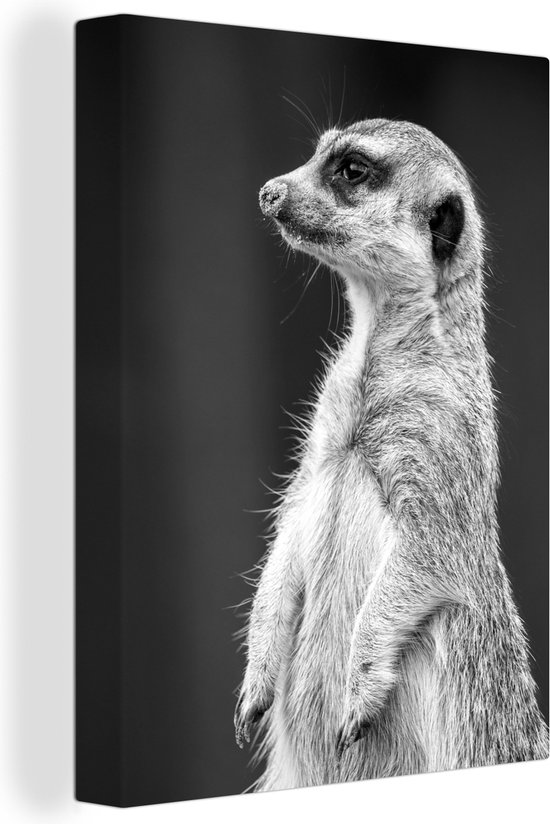 Tableau sur toile Vue lat rale d un Suricate noir et blanc