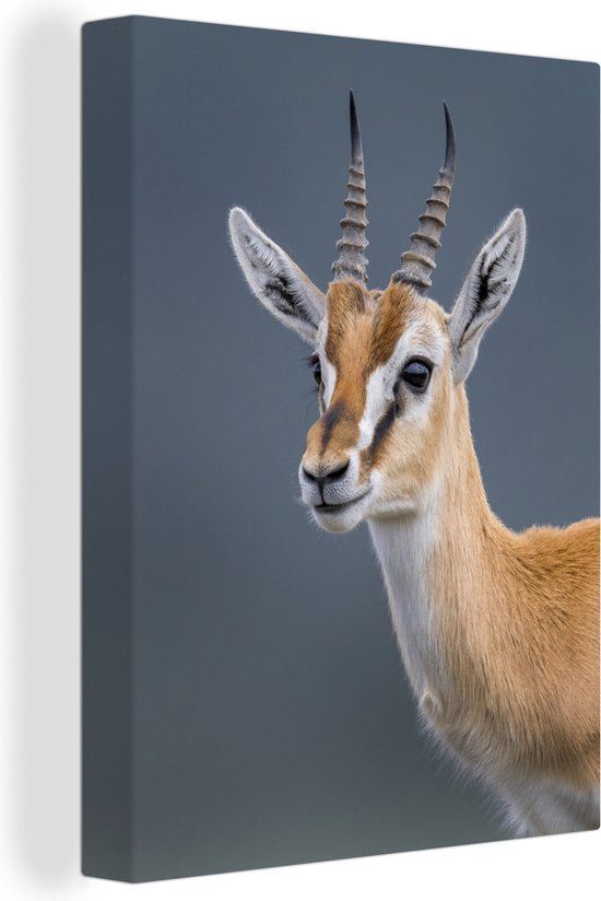 Volledig gezichtsportret van een Gazelle Canvas 60x80 cm - Foto print op Canvas schilderij (Wanddecoratie woonkamer / slaapkamer) / Wilde dieren Canvas Schilderijen