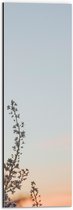 WallClassics - Dibond - Bloesemtak tegen Heldere Lucht - 20x60 cm Foto op Aluminium (Wanddecoratie van metaal)