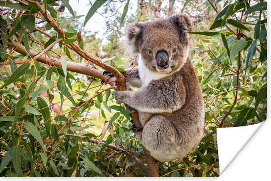 Koala in een boom Poster 90x60 cm - Foto print op Poster (wanddecoratie)