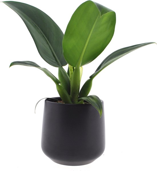 Kamerplant van Botanicly  Philodendron Pacova  Hoogte: 30 cm | bol