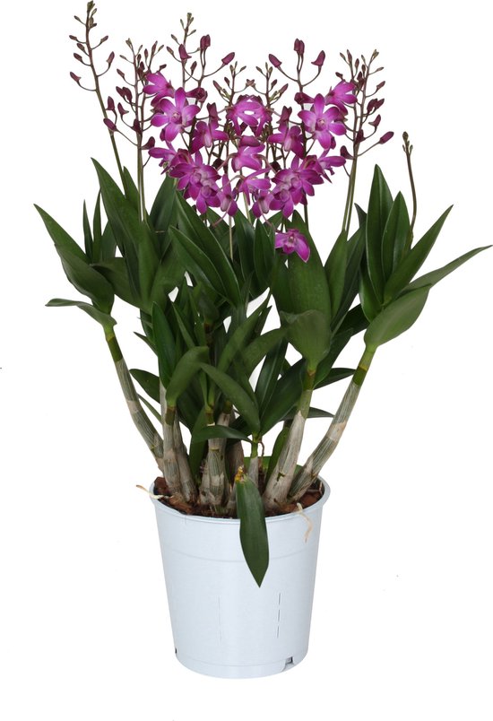 Set Van 2x Stuks Transparante Stijlvolle X-vormige Vaas-vazen Van Glas 19 X 19 Cm   Bloemen Boeketten Vaas Voor Binnen Gebruik