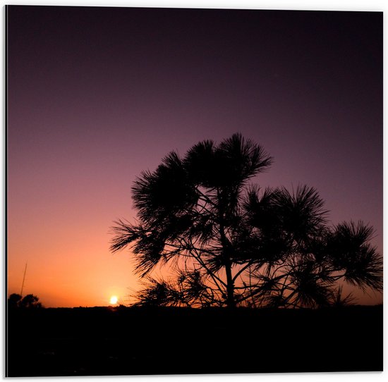 WallClassics - Dibond - silhouet van Zonsondergang achter Boompje - 50x50 cm Foto op Aluminium (Met Ophangsysteem)