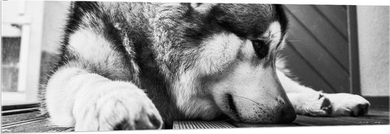 WallClassics - Acrylglas - Alaska Malamute Hond Zwart - Wit - 150x50 cm Foto op Acrylglas (Wanddecoratie op Acrylaat)