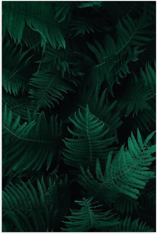 WallClassics - Poster Glossy - Groupe Feuilles Vertes - 60x90 cm Photo sur Papier Poster avec Finition Brillante