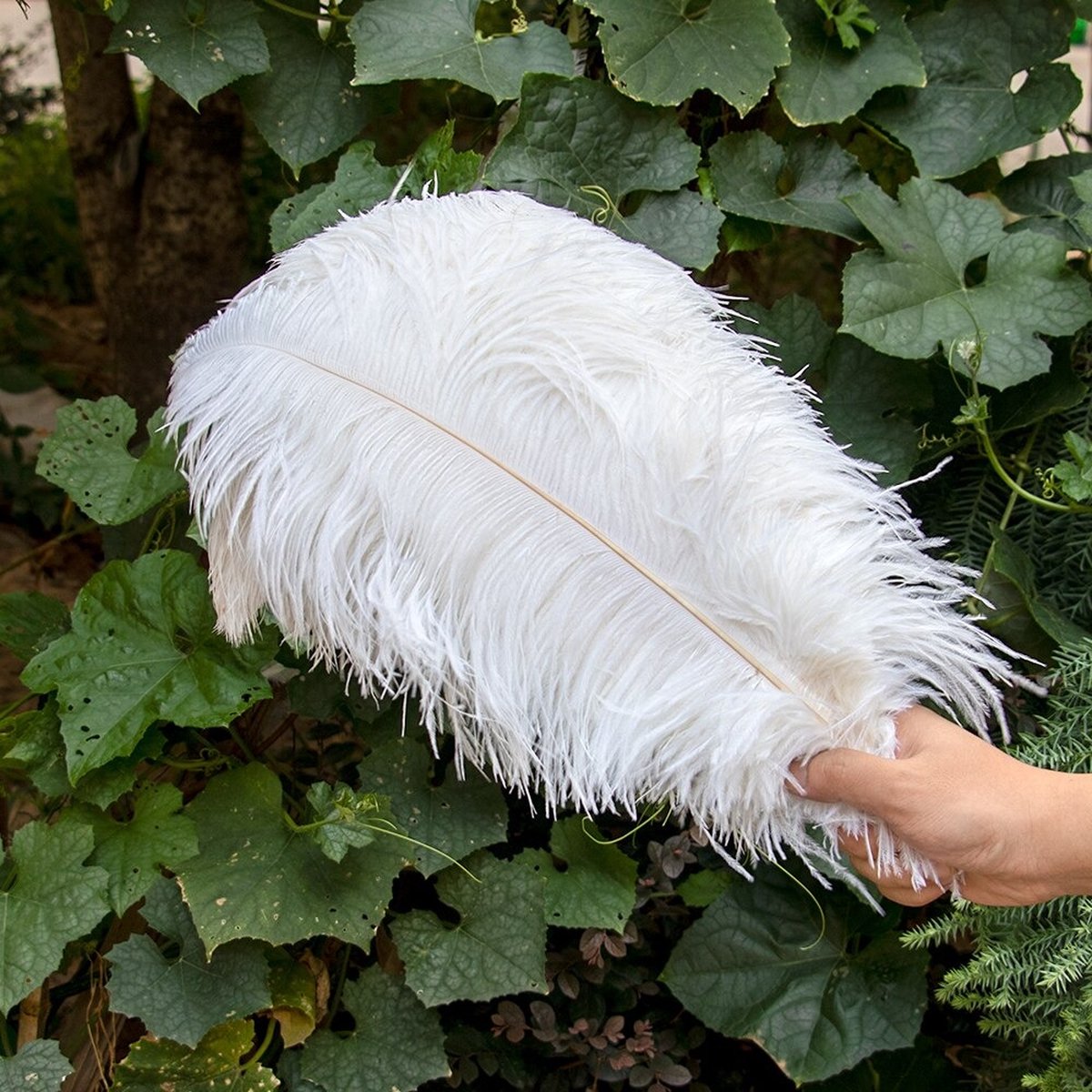 Lot De 10 Plumes D'autruche Naturelles Blanches - 15 à 50 Cm, Pour Décoration DIY, Mariage, Fête