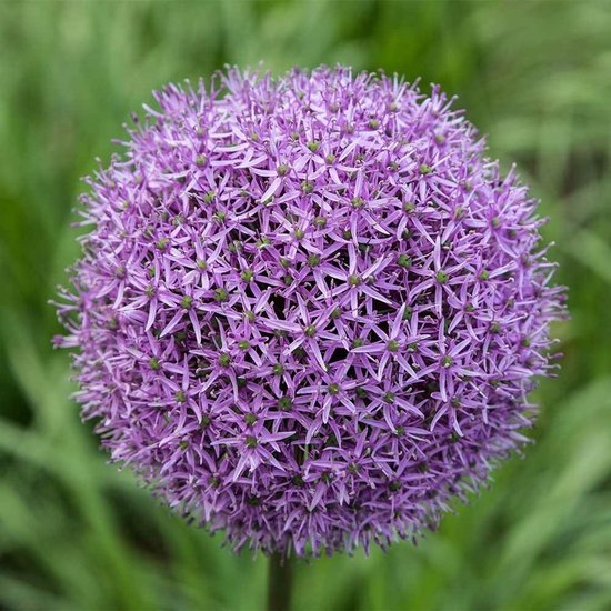 Jub Holland Bloembollen Allium Gladiator - 8 Bollen - Grote Bloemen - Vaste  Plant -... | bol.com