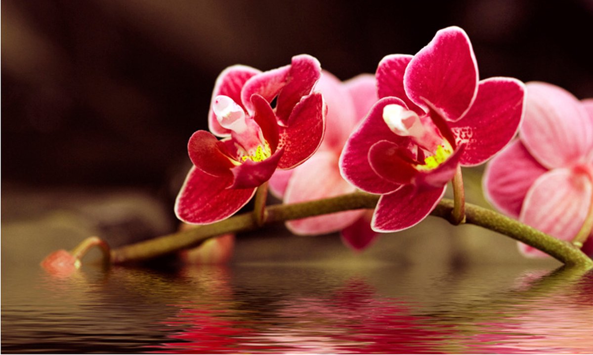 Fotobehang - Mooie orchidee bloemen op het water.
