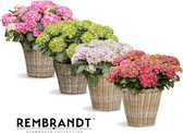 Hydrangea macr. Rembrandt mix - 4 kleuren - Tuinplant - 4 stuks