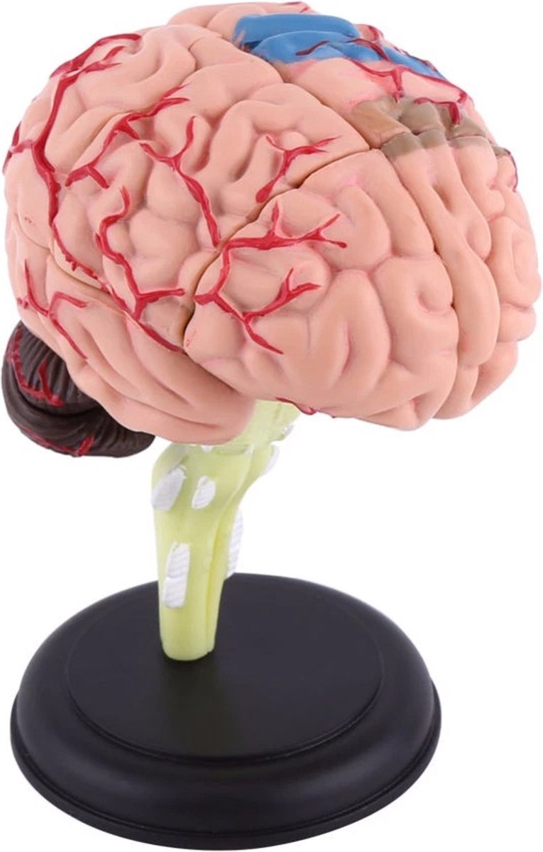 Anatomie Brein 4D - Anatomie Model - Anatomie Hersenen - Het menselijk Lichaam