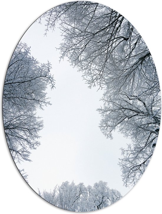 WallClassics - Dibond Ovaal - Onderaanzicht van Sneeuwtakken - 81x108 cm Foto op Ovaal (Met Ophangsysteem)