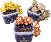 ToshiFarm Triple Grow Bundle - 3x Kit de culture de pleurotes - 3x Spores de pleurotes (Grijs, jaune et rose)