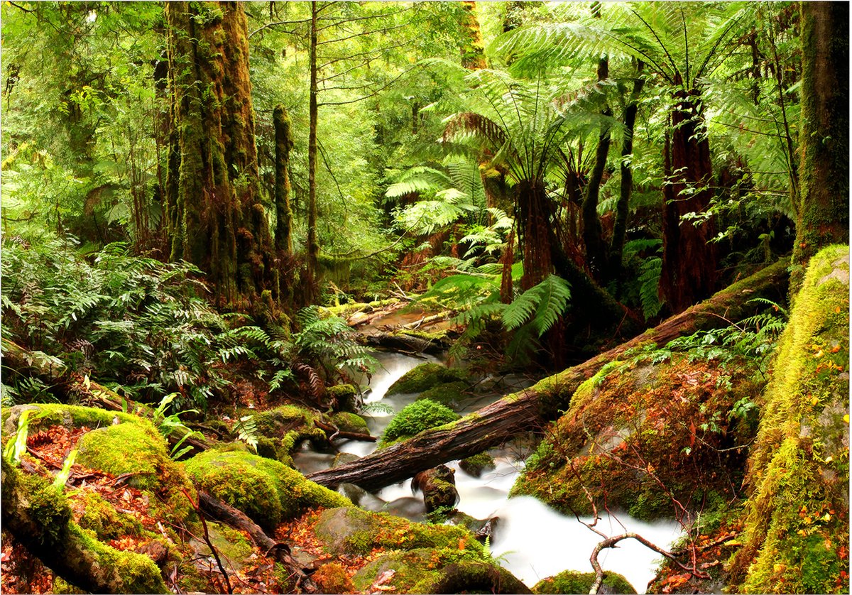 Fotobehangkoning - Behang - Vliesbehang - Fotobehang - Forest Brook - Bomen - Magisch Bos - 100 x 70 cm