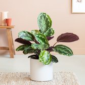 Plantje.nl - Calathea Medaillon - P19 - Woonkamerplanten